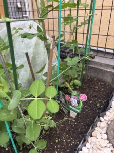 地植えで育つスナップエンドウの様子