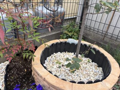 ジューンベリーとナンテンの秋の様子